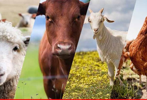 خرید پکیج تصفیه فاضلاب دامداری